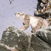 荒野间谍 第二季 Spy in the Wild Season 2