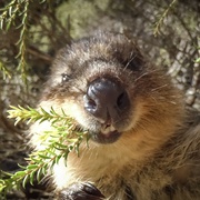 荒野间谍 第二季 Spy in the Wild Season 2