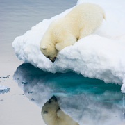 北极 To the Arctic 3D