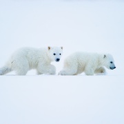 北极 To the Arctic 3D
