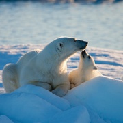 北极 To the Arctic 3D