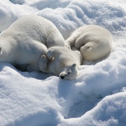北极 To the Arctic 3D