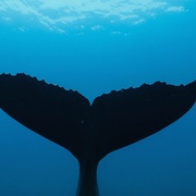 座头鲸 Humpback Whales