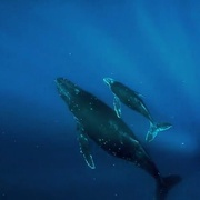 座头鲸 Humpback Whales