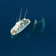 座头鲸 Humpback Whales