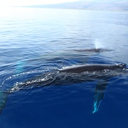 座头鲸 Humpback Whales