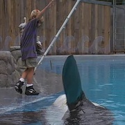 人鱼童话 Free Willy