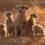 蒙哥 The Meerkats