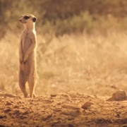 蒙哥 The Meerkats