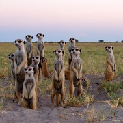 蒙哥 The Meerkats