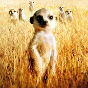 蒙哥 The Meerkats