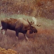 荒野独居 Alone in the Wilderness