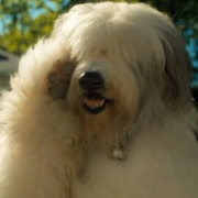猫狗大战 Cats & Dogs