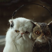 猫狗大战 Cats & Dogs