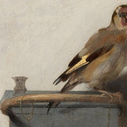 金翅雀 The Goldfinch