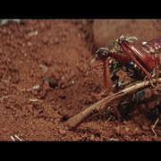 点击查看图片 裸杀万里追 The Naked Prey