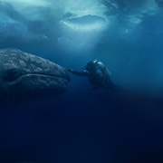 鲸奇 Big Miracle