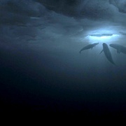 鲸奇 Big Miracle