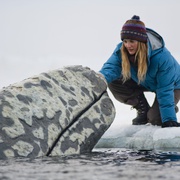 鲸奇 Big Miracle