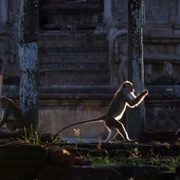 猴子王国 Monkey Kingdom