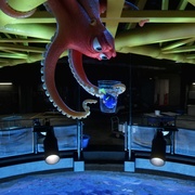 海底总动员2：多莉去哪儿 Finding Dory