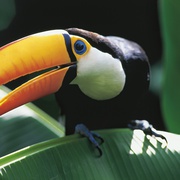 亚马逊萌猴奇遇记 Amazonia