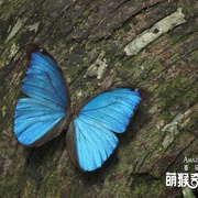 亚马逊萌猴奇遇记 Amazonia