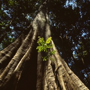 亚马逊萌猴奇遇记 Amazonia