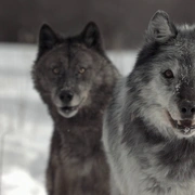 野性黄石公园 Wild Yellowstone