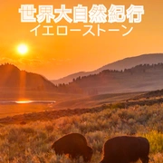 野性黄石公园 Wild Yellowstone