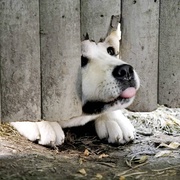 忠犬八公的故事 Hachi: A Dog's Tale