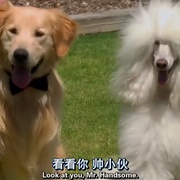 妙狗牵手圣诞节 a christmas wedding tail