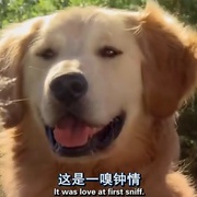 妙狗牵手圣诞节 a christmas wedding tail