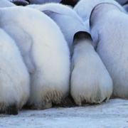 帝企鹅宝宝的生命轮回之旅 Snow Chick - A Penguin's Tale