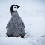帝企鹅宝宝的生命轮回之旅 Snow Chick - A Penguin's Tale