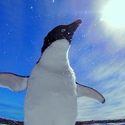帝企鹅宝宝的生命轮回之旅 Snow Chick - A Penguin's Tale
