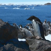 帝企鹅宝宝的生命轮回之旅 Snow Chick - A Penguin's Tale