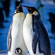 帝企鹅宝宝的生命轮回之旅 Snow Chick - A Penguin's Tale