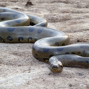 狂蟒之灾2 Anacondas: The Hunt for the Blood Orchid
